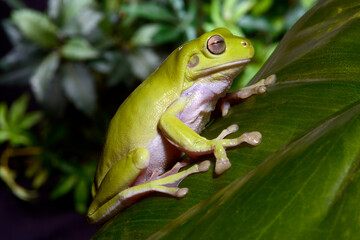 Australian green tree frog // Korallenfinger-Laubfrosch (Ranoidea caerulea, Litoria caerulea)