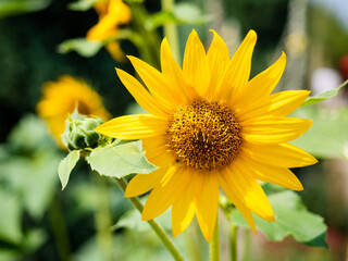 Sunflower in full bloom. Close up view