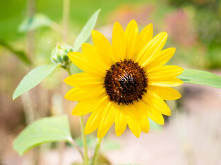 Sunflower in full bloom. Close up view