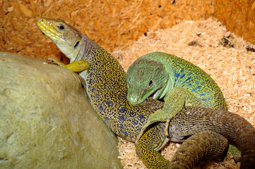 mating Ocellated lizards // Perleidechsen bei der Paarung (Timon lepidus) 