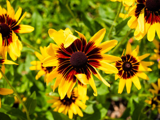 Sunflower with a deep red center and green leaf background.