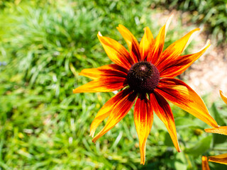 Yellow and red sunflower blossom with a green, leafy background.