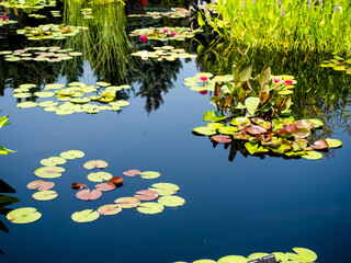 Lotus Plant And Water Lily In Pond In Botanical Garden