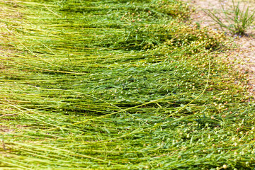 an agricultural field where flax ripens