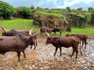 cows on the farm