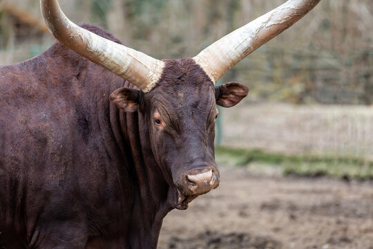 bull brown with big horns watusi portrait looking at the camera