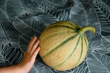 Cantaloupe melons on a green tablecloth with a tropical pattern. A child's hand touches a melon.