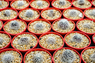 Top view Background and pattern of desert tree cactus and succulent plants in pots. Close up Beautiful Cactus green spike and flower, The Cactus​ ​was planted in​ pot​ ​with​ soil and​ sand