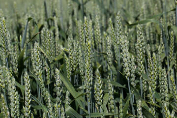 wheat field with green immature rye plants
