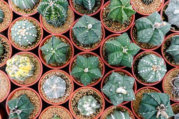 Top view Background and pattern of desert tree cactus and succulent plants in pots. Close up Beautiful Cactus green spike and flower, The Cactus​ ​was planted in​ pot​ ​with​ soil and​ sand