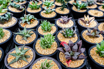 Background of desert tree cactus and succulent plants in pots. Close up Beautiful Cactus green spike and flower, The Cactus​ ​was planted in​ pot​ ​with​ soil and​ sand