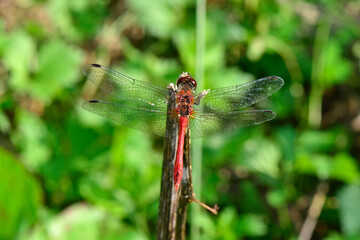 Blutrote Heidelibelle // Ruddy darter (Sympetrum sanguineum) 