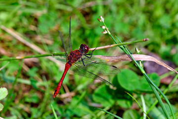 Blutrote Heidelibelle // Ruddy darter (Sympetrum sanguineum) 