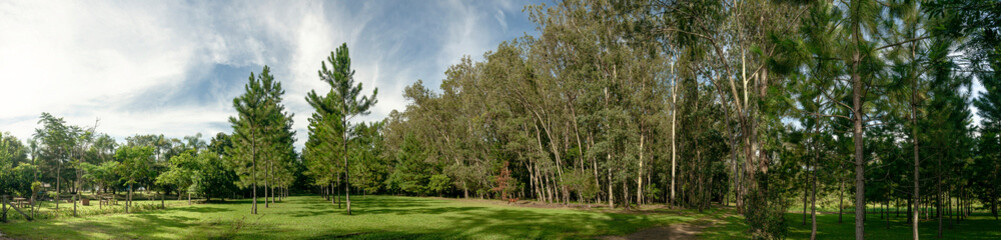 Panoramic. Park with beautiful lawn and pine trees. Brazilian forest.