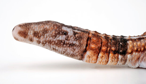 Schwanzregenerat bei einem Afrikanischen Fettschwanzgecko // regenerating tail of a fat-tail gecko (Hemitheconyx caudicinctus)