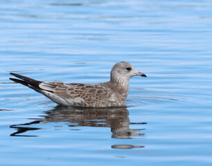 Common gull