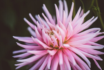 Prachtvolle Blume im Garten