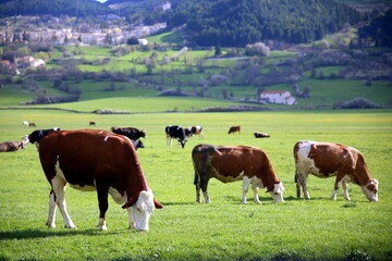 Close-up of three cows grazing in the green grass, Pescocostanzo, Abruzzo, Italy