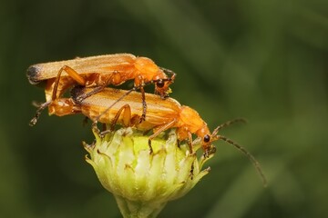 The common red soldier beetle