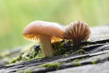 Tiny mushrooms growing from a dead tree Wasatch National Forest