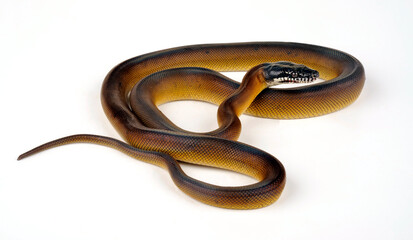 Weißlippenpython // D'Albertis python (Bothrochilus albertisii, Leiopython albertisii)