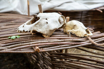 skull white old and cracked ram and goat, livestock on wooden background