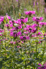 Bouquet of red monarda fistulosa or wild bergamot is in a summer garden