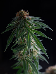 Cannabis plant in medical marijuana flora