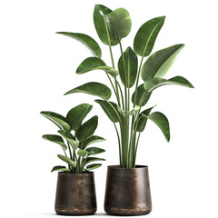 Fototapeta na wymiar tropical plants Strelitzia in a rust pot on a white background
