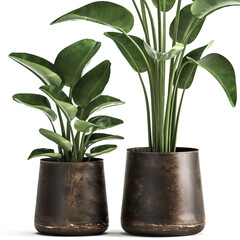 tropical plants Strelitzia in a rust pot on a white background