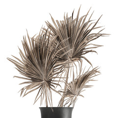 decorative Floral bouquet of dry palm leaves in a black vase on a white background