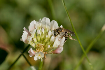 Side view of bee on white clover flower