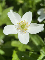 Obraz na płótnie Canvas white flower with leaves anemone nemorosa
