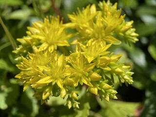 yellow flowers sedum in the garden