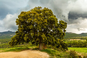 Great holm oak on a day with gray clouds.