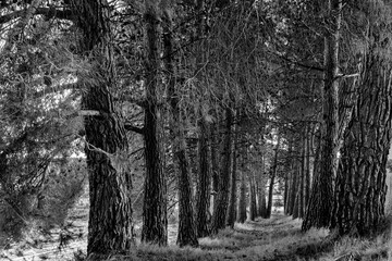 Black and white photo of a path between the pines.