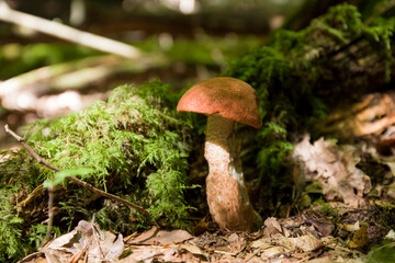 mushrooms in the forest on the grass