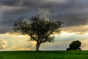 Fototapeta premium Walnut tree in the middle of the green meadow at sunset.