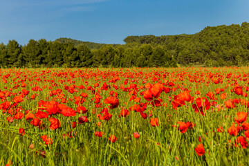 Poppy field with pine forest in the background.