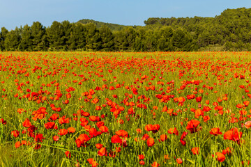 Poppy field with pine forest in the background.