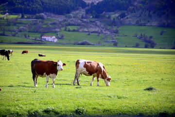 Fototapeta na wymiar Close-up of two cows grazing in the green countryside, Pescocostanzo, Abruzzo, Italy