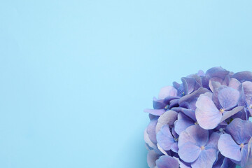 Beautiful hortensia flowers on light blue background, top view. Space for text
