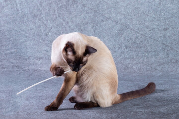 The bright cat of the Thai breed plays with a paper stick. Grey-blue background, close-up