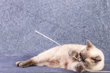 Obraz premium The bright cat of the Thai breed plays with a paper stick. Grey-blue background, close-up