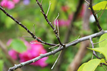 Flores