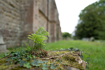 Fototapeta na wymiar Shallow depth of field of Ivy seen growing on a small tree stump in a church yard.