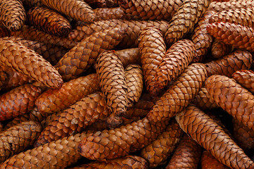pile of fir cones - full frame close-up spruce background