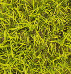 a group of young plants growing