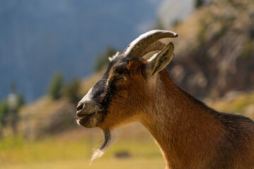 Ziege in den Bergen in der Natur