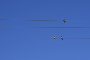 Swallows on wires against blue sky, Tuscany, Italy